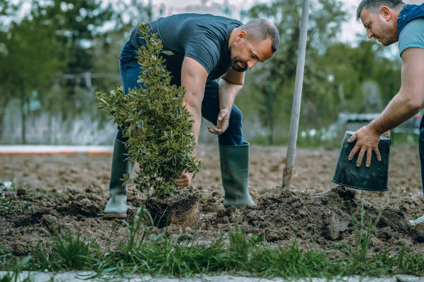 Best Commercial Tree Services  in Salisbury, NC